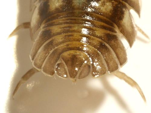 Armadillidium nasatum